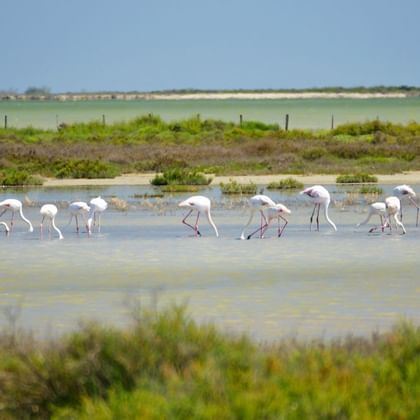 rw-provence-carmargue-flamingo