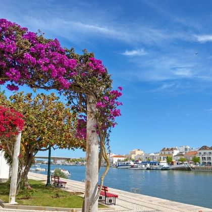 Schilderachtig uitzicht op de haven van Tavira in de Algarve met paarse en roze bougainville op de voorgrond, kalm blauw water en witte gebouwen.