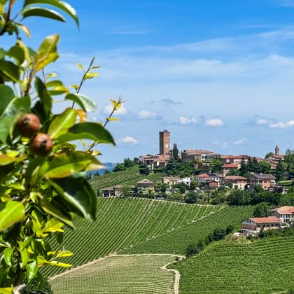 Uitzicht op het dorp Barbaresco op een heuvel met zijn historische toren, omgeven door terrasvormige wijngaarden. Olijftak met vruchten op de voorgrond.