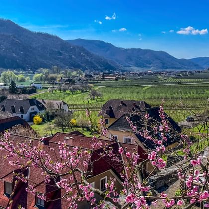 Roze abrikozenbloesems omlijsten het uitzicht op Weissenkirchen in de Wachau met wijngaarden, traditionele huizen en bergen.