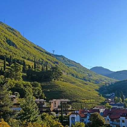 Wine yards around Bolzano