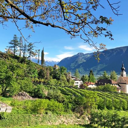 Wandern durch die Weingärten in Südtirol