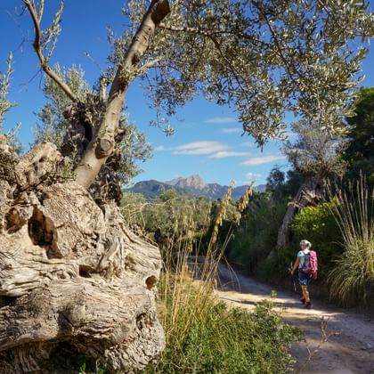 Wandelaar met rugzak op onverhard pad langs knoestige oude olijfboom in Deià. Bergen zichtbaar op achtergrond onder blauwe lucht.