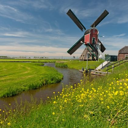 Traditionele Nederlandse molen met rode kap naast kanaal in groen polderlandschap met gele wilde bloemen en boerderij.