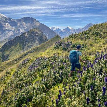 Wandelaar met rugzak loopt door paarse wilde bloemen op alpenweide in Nationaal Park Hohe Tauern met besneeuwde bergtoppen.