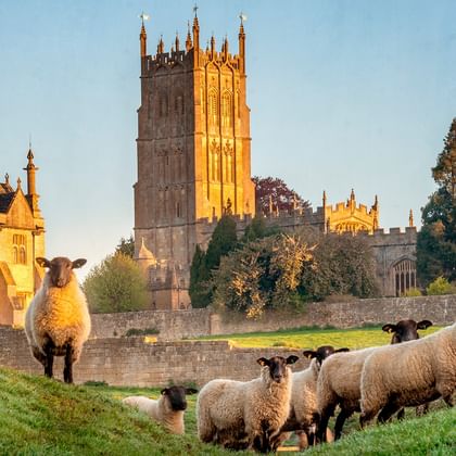 Kudde schapen met zwarte koppen grazend op groen gras bij historische Cotswold stenen kerk en landhuis in gouden zonsonderganglicht.