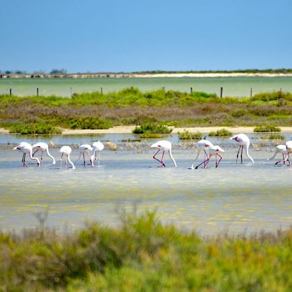 Groep roze flamingo's wadend en foeragerend in ondiep water in Provence moerassen, omgeven door groene vegetatie en kwelders.