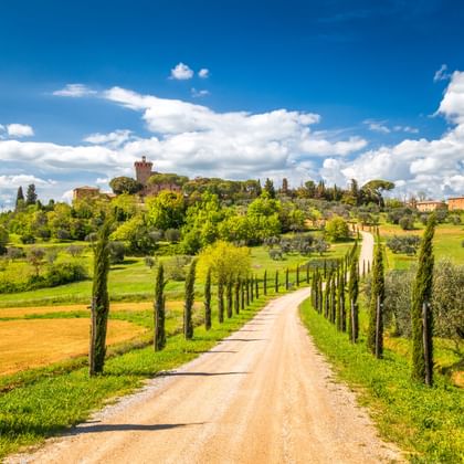 Onverharde weg omzoomd met hoge cipressen door groene velden naar een historisch heuvelstadje in Toscane onder blauwe hemel.