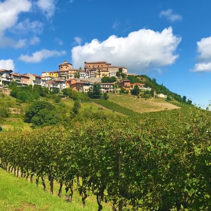 Panoramic view over vineyards to Barolo