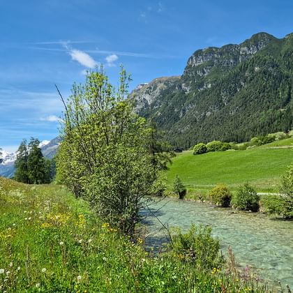 Heldere bergbeek stroomt door groene weiden met besneeuwde toppen op achtergrond. Beboste bergen en blauwe lucht zichtbaar in Alpenvallei.