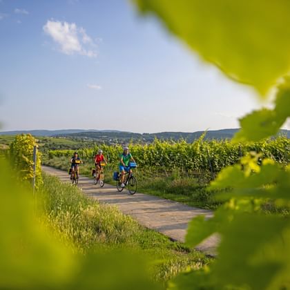 Drie fietsers rijden op een geasfalteerd pad door wijngaarden in de Duitse wijnstreek, omlijst door groene wijnbladeren.