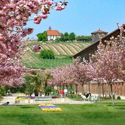Roze kersenbloesems omlijsten een park in Bad Dürkheim met groen gazon, bloemperken en wijngaardheuvels met traditionele gebouwen.