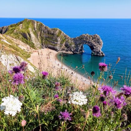 Durdle Door kalkstenen boog aan Dorsets Jurassic Coast met turquoise water en zandstrand. Paarse en witte wilde bloemen op de voorgrond.