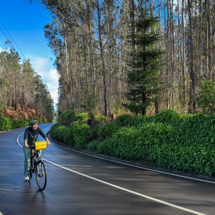 Fietser met tassen op bochtige weg door eucalyptusbos op Madeira. Dichte groene begroeiing langs de weg onder blauwe lucht.
