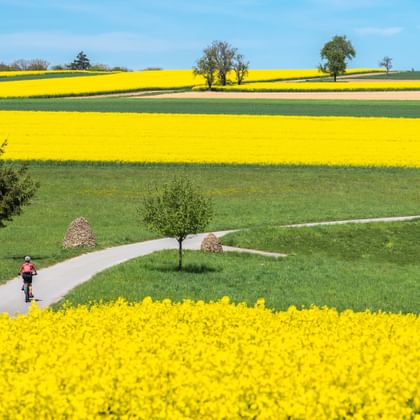 Fietser in roze jas rijdt over kronkelend pad door heldergele koolzaadvelden en groene weiden in Denemarken onder blauwe lucht.