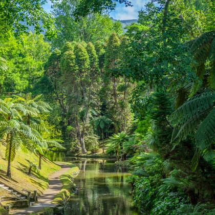 Rustige beek door Parque Terra Nostra op São Miguel, Azoren, omgeven door weelderige groene vegetatie en grote boomvarens.