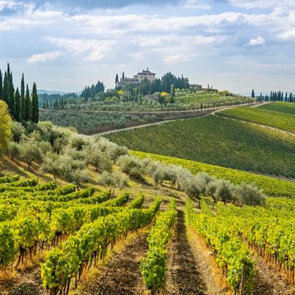 Glooiende Toscaanse heuvels met groene wijngaarden, olijfbomen en cipressen. Een heuvelvilla omringd door cipressen is in de verte zichtbaar.