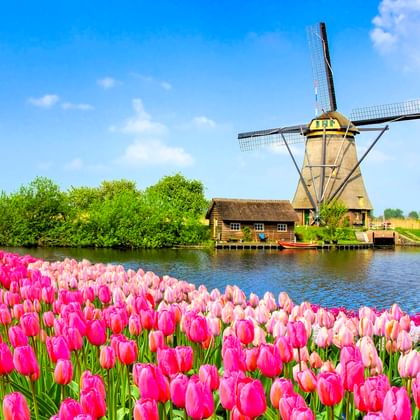 Traditionele Nederlandse molen in Kinderdijk naast een kanaal met roze en witte tulpen op de voorgrond onder een blauwe lentehemel.