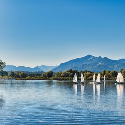 Zes witte zeilboten varen op het kalme Chiemsee meer met bergen op de achtergrond. Groene bomen omlijsten de linkerkant onder heldere blauwe lucht.