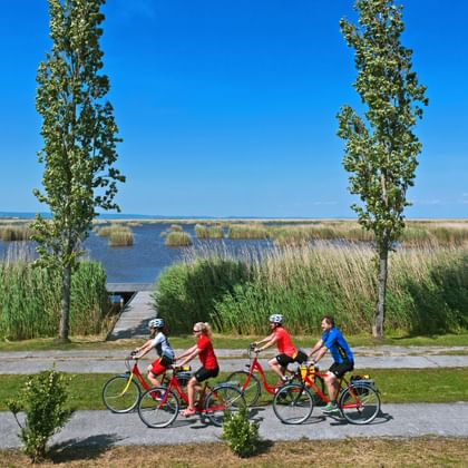 Vier fietsers op fietspad langs Neusiedlermeer met hoog riet, populieren en houten steiger in het water onder blauwe lucht.