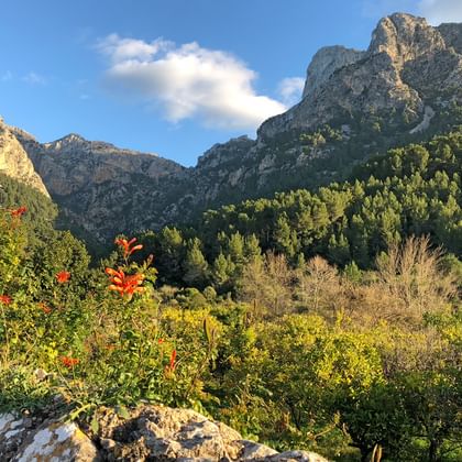 Farbenfrohe Natur an Mallorcas Wanderwegen