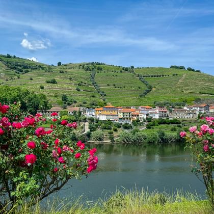 Roze rozen omlijsten uitzicht op de Douro met een dorp en terrasvijngaarden op hellingen onder blauwe lucht in de Douro-vallei.