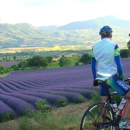 Wielrenner op racefiets pauzeert bij rand van paars lavendelveld in Provence, uitkijkend over vallei met bergen op achtergrond.