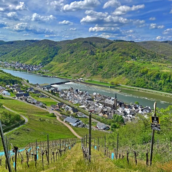 eh-wandelen-moezelsteig-weinranken-wijnvelden-moezel